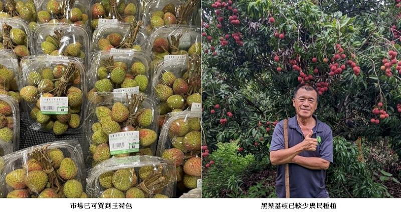 玉荷包荔枝 農民期待今年大豐收