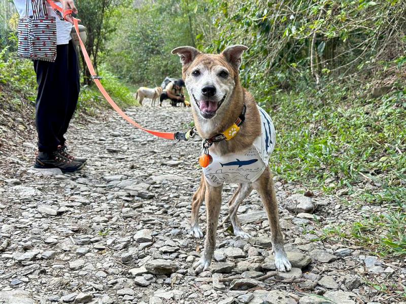 農業局動保處暑期好伴狗狗認證 系列課程7至9月接力起跑