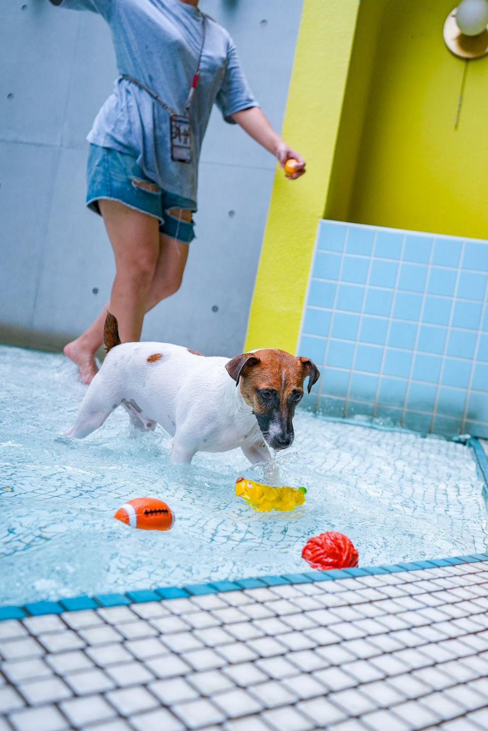 農業局動保處暑期好伴狗狗認證 系列課程7至9月接力起跑