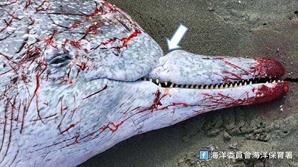 白海豚擱淺台南市安平港不治解剖肇因化膿性支氣管炎 海保署續推海洋動物保育