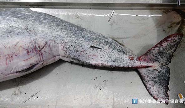 白海豚擱淺台南市安平港不治解剖肇因化膿性支氣管炎 海保署續推海洋動物保育