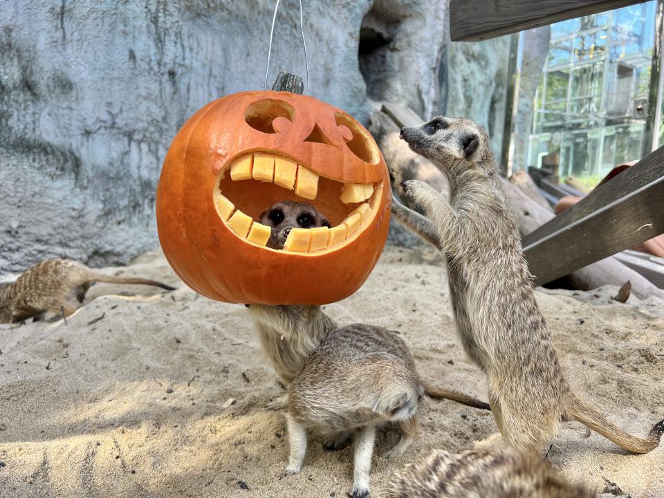 萬聖節南瓜爭霸戰 壽山動物園巧手為動物準備創意大餐