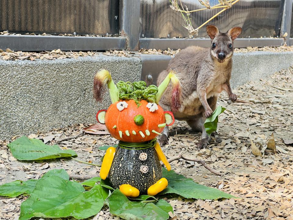 萬聖節南瓜爭霸戰 壽山動物園巧手為動物準備創意大餐