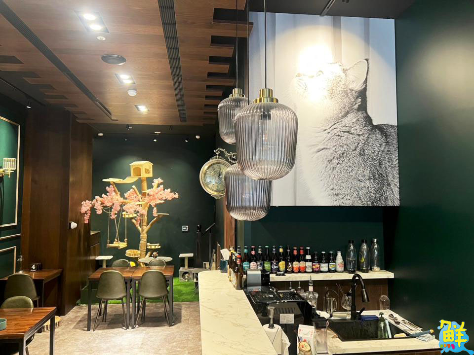 撸貓會上癮? 快來楠梓貓奴天堂 貓癮貓坊 超萌品種貓撸個過癮!