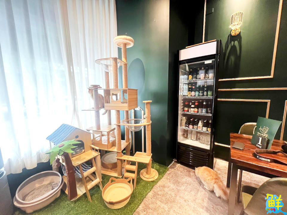 撸貓會上癮? 快來楠梓貓奴天堂 貓癮貓坊 超萌品種貓撸個過癮!