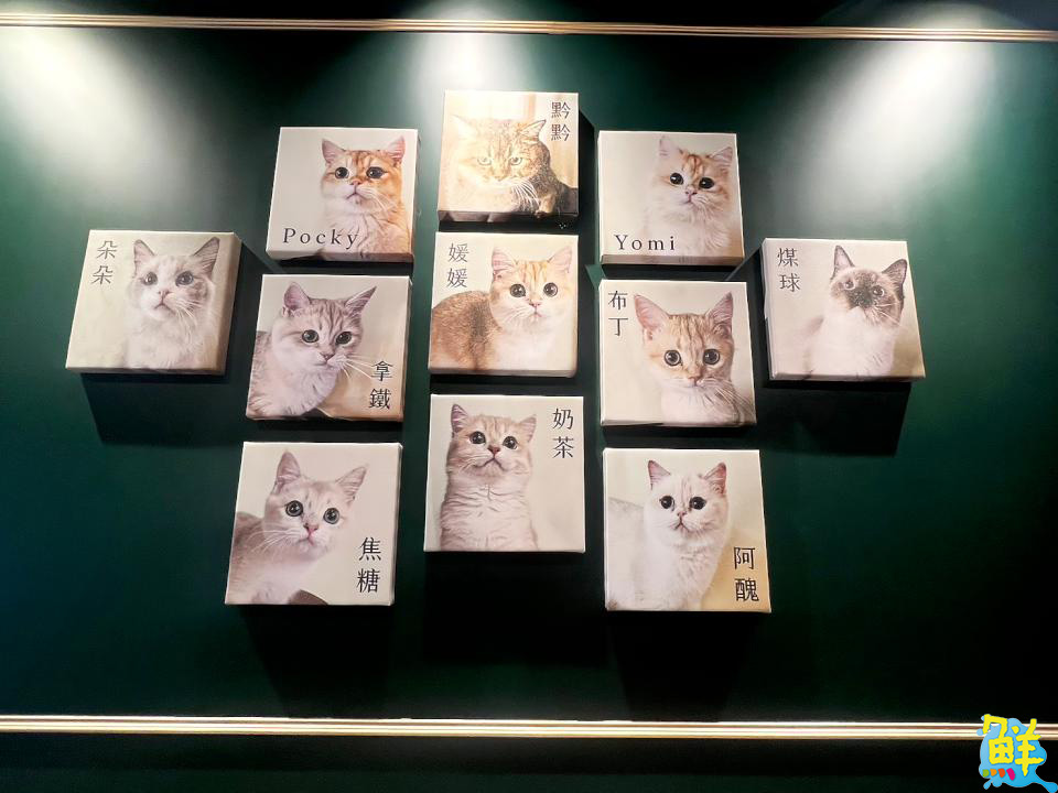 撸貓會上癮? 快來楠梓貓奴天堂 貓癮貓坊 超萌品種貓撸個過癮!