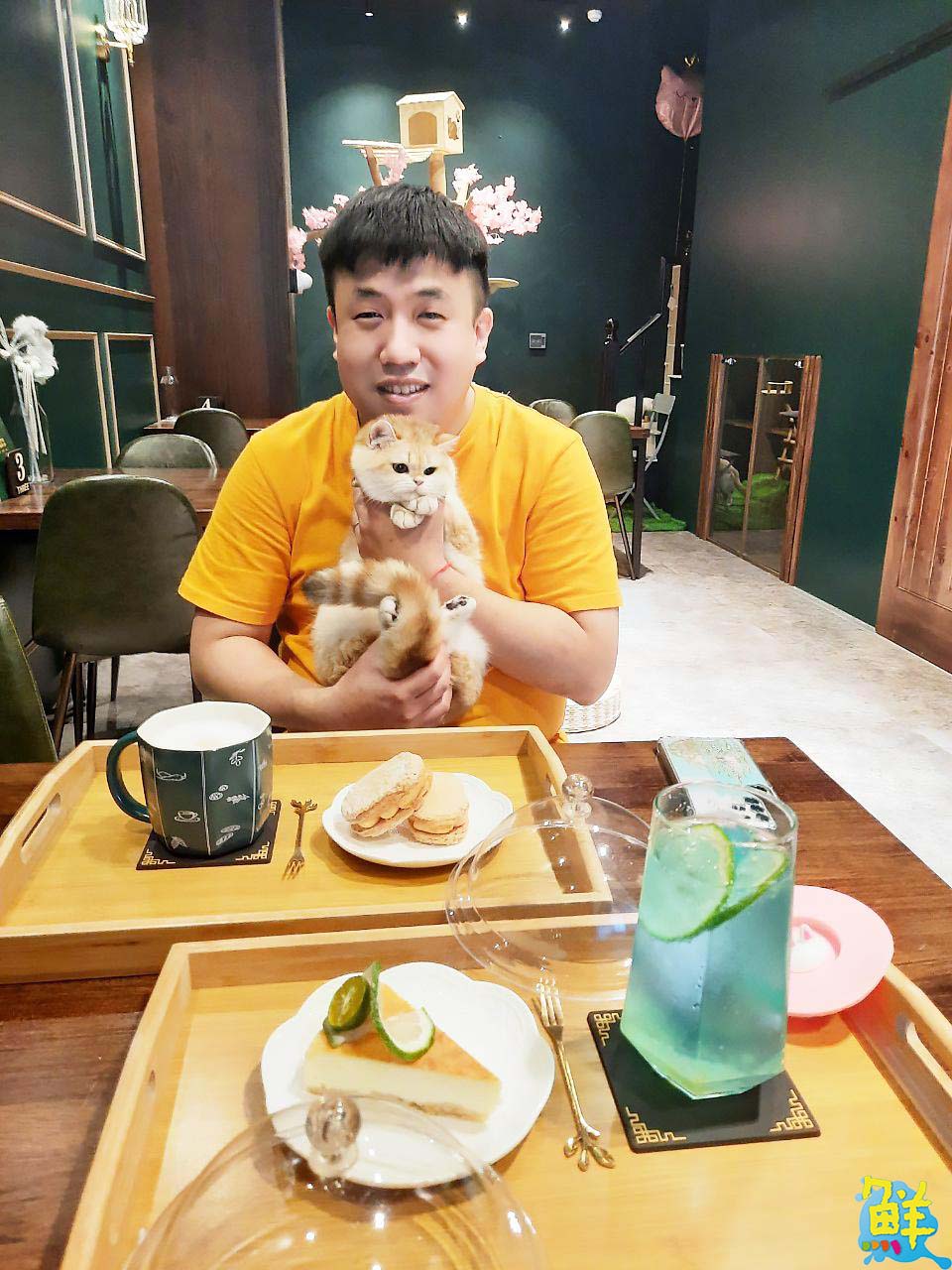 撸貓會上癮? 快來楠梓貓奴天堂 貓癮貓坊 超萌品種貓撸個過癮!