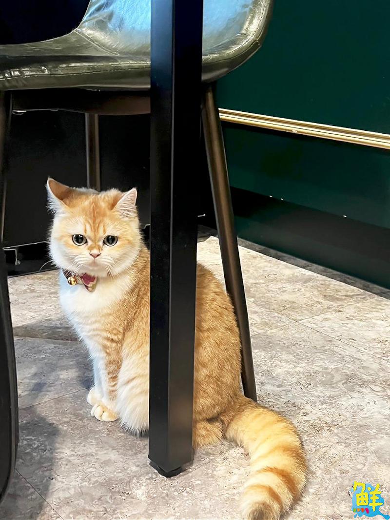 撸貓會上癮? 快來楠梓貓奴天堂 貓癮貓坊 超萌品種貓撸個過癮!