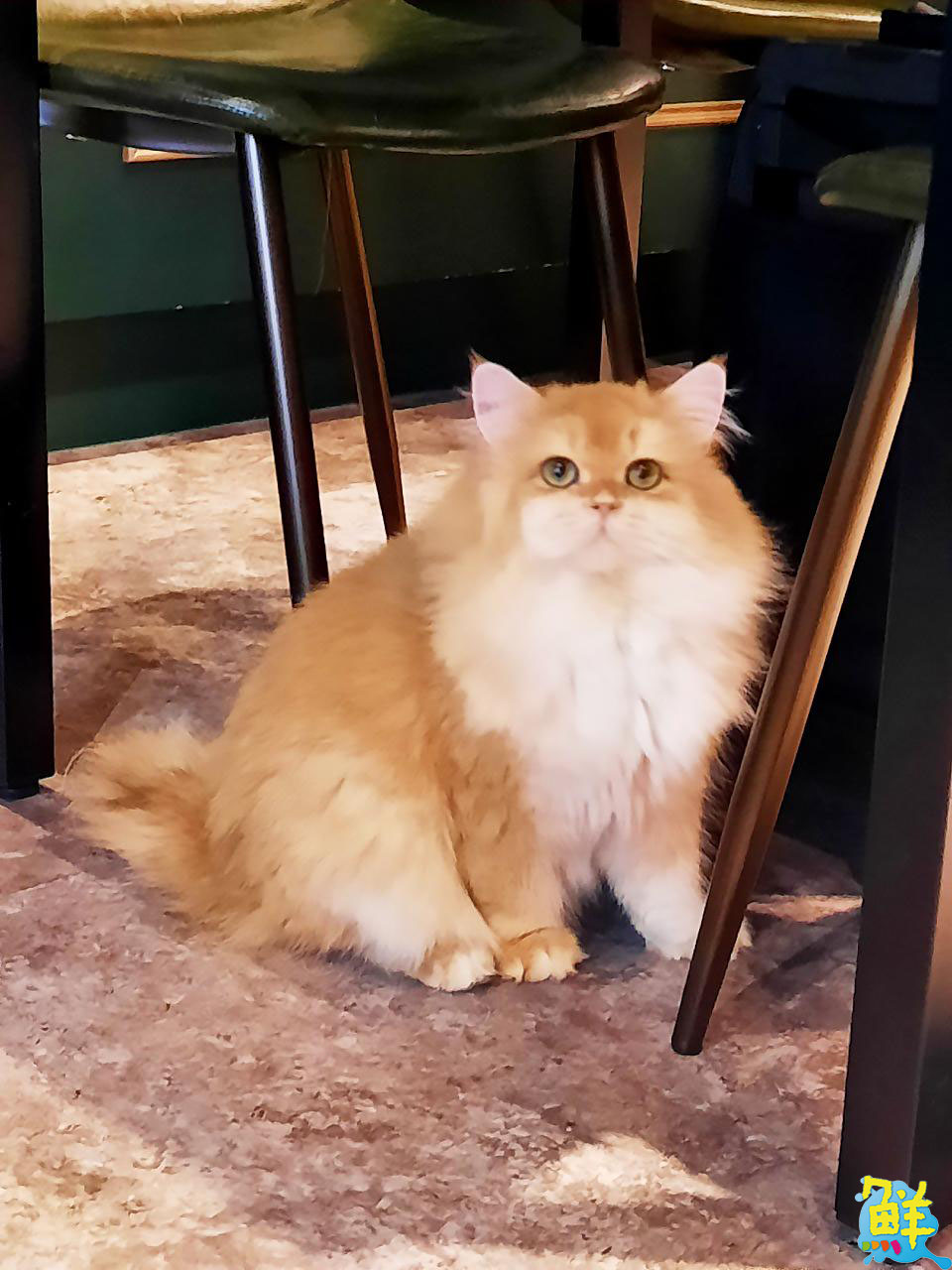 撸貓會上癮? 快來楠梓貓奴天堂 貓癮貓坊 超萌品種貓撸個過癮!