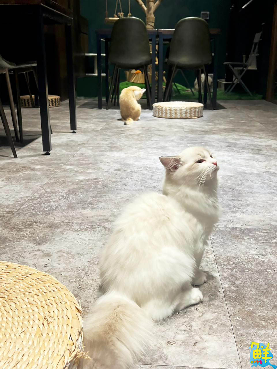 撸貓會上癮? 快來楠梓貓奴天堂 貓癮貓坊 超萌品種貓撸個過癮!