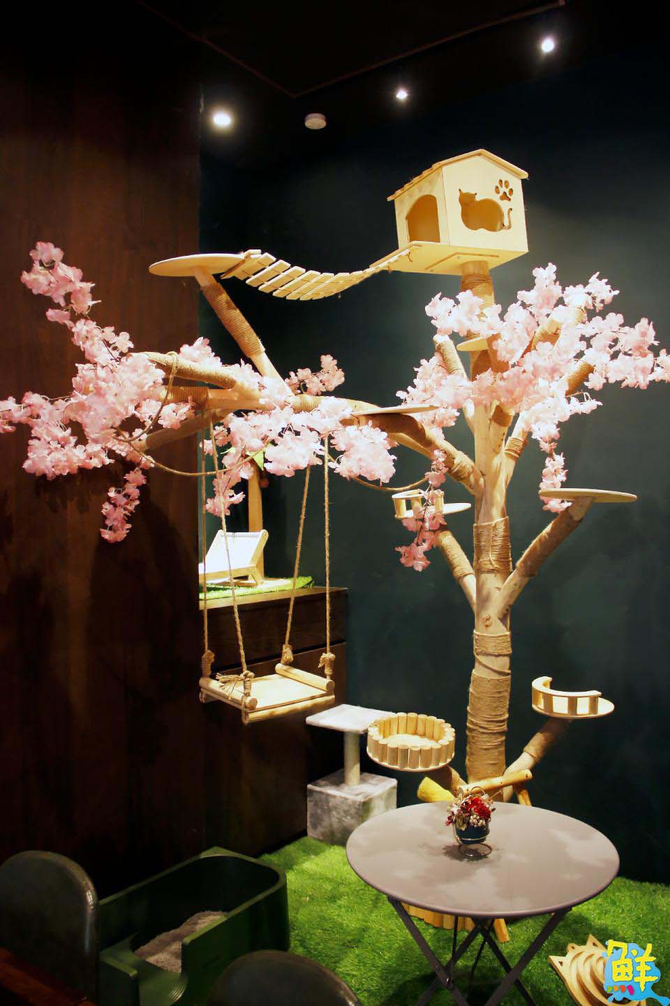 撸貓會上癮? 快來楠梓貓奴天堂 貓癮貓坊 超萌品種貓撸個過癮!