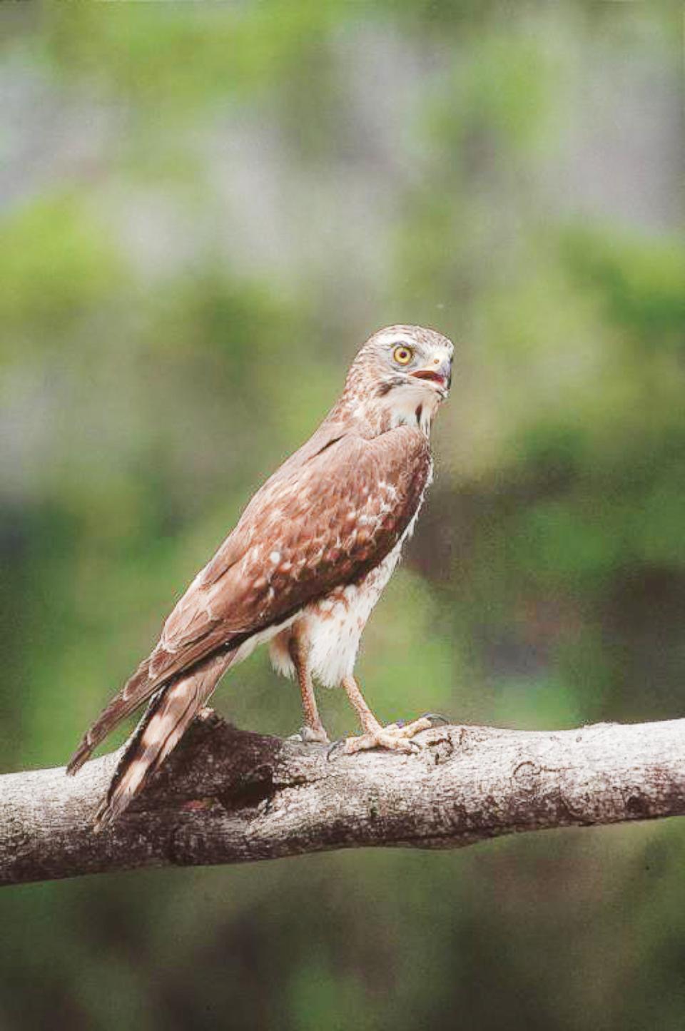 【第317期】雙十出遊好時節！ 讓國慶焰火與灰面鵟鷹為連假留下雙倍的璀璨回憶