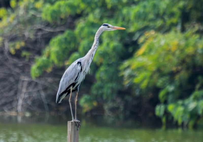 迎接世界動物日! 大高雄生態嘉年華周六登場 歡迎來鳥松濕地親身體驗