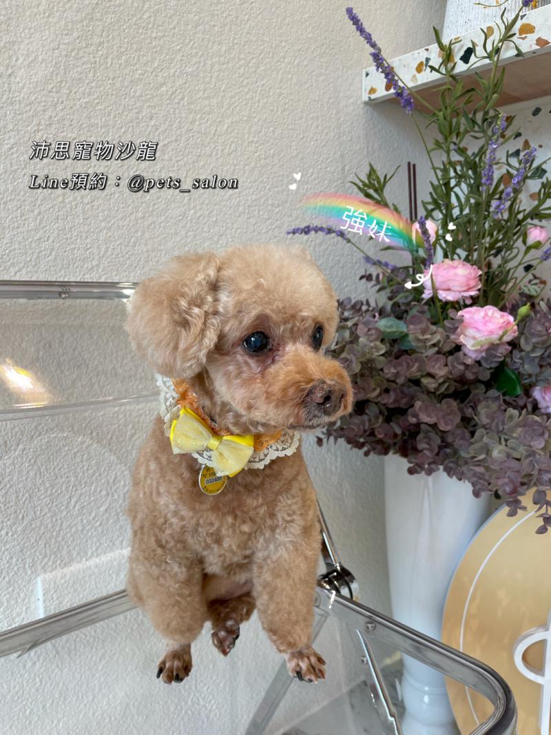 活潑有型 驚喜不斷 奧斯空間設計 打造毛孩天堂