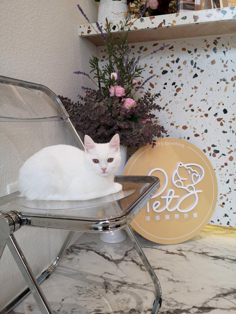 活潑有型 驚喜不斷 奧斯空間設計 打造毛孩天堂