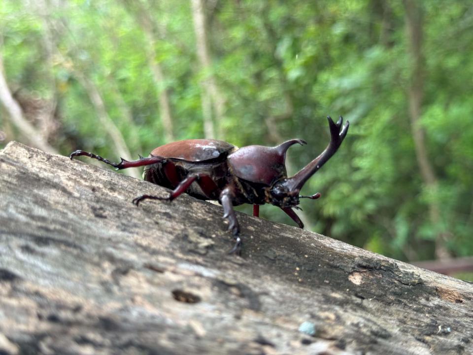 高市燕巢區烏山頂泥火山地景自然保留區獨甲仙現蹤 不干擾、不捕捉守護惡地生態