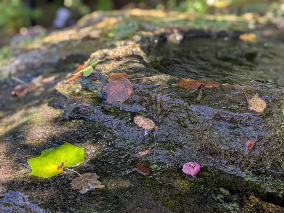 【日本生活旅遊】小田原停靠站：旅行裡的一頓美味