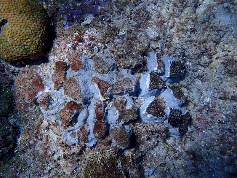 海委會攜手屏縣府、鵬管處擬3具體方案 多管齊下守護屏縣琉球鄉珊瑚礁等海洋生物