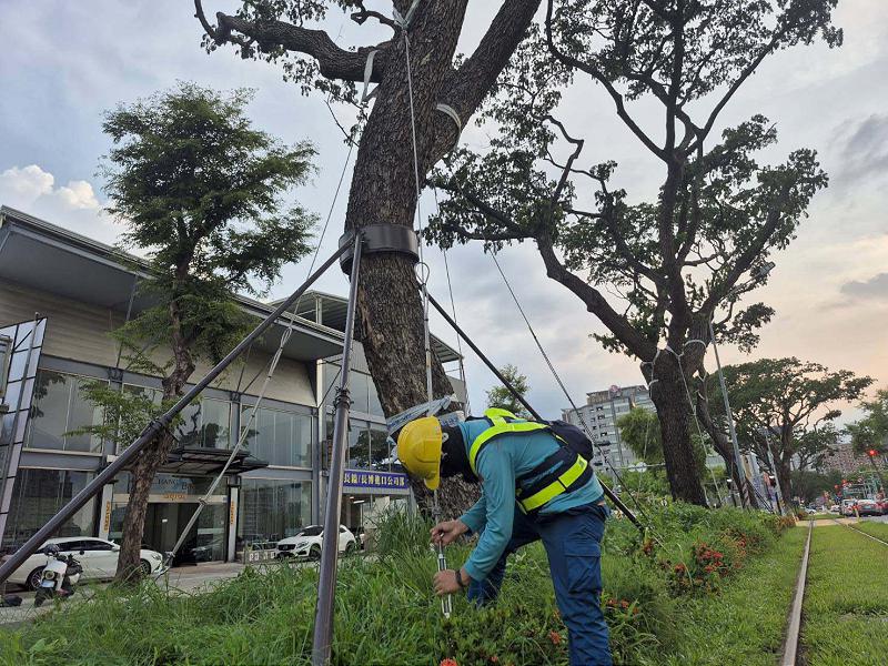 捷運局邀嘉大森林系教授詹明勳實勘輕軌雨豆樹小葉欖仁加固 備戰颱風防汛