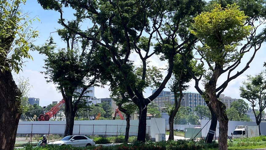 捷運局邀嘉大森林系教授詹明勳實勘輕軌雨豆樹小葉欖仁加固 備戰颱風防汛