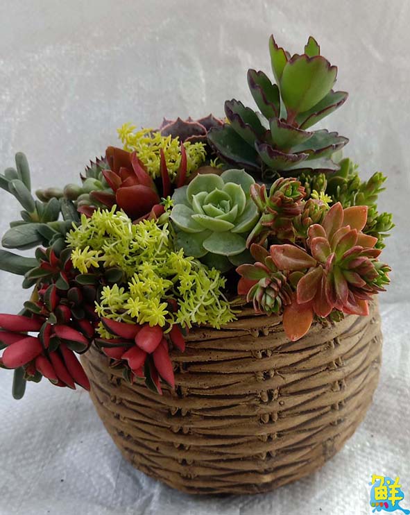 高市勞工花市牛轉好運道新春特展2月6日開幕 多肉植物應景花卉買氣旺