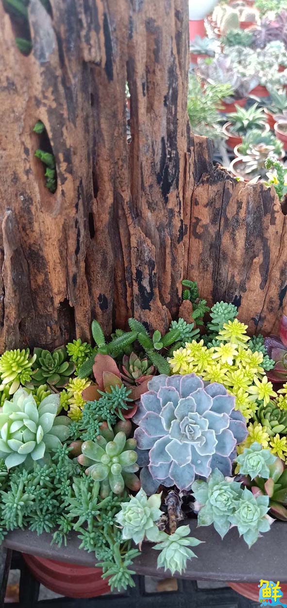 高市勞工花市牛轉好運道新春特展2月6日開幕 多肉植物應景花卉買氣旺