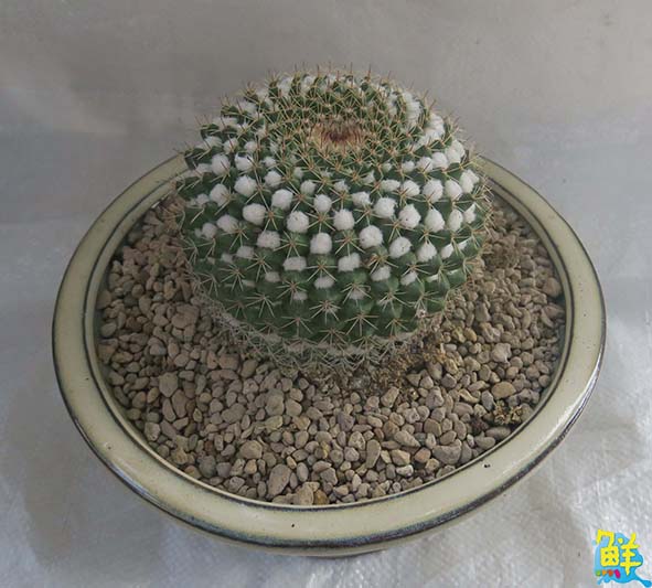 高市勞工花市牛轉好運道新春特展2月6日開幕 多肉植物應景花卉買氣旺