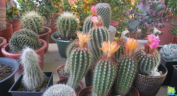 高市勞工花市牛轉好運道新春特展2月6日開幕 多肉植物應景花卉買氣旺