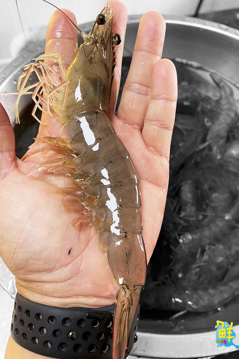 美得不思議 小欖仁花園 打造魚蝦的黃金天堂