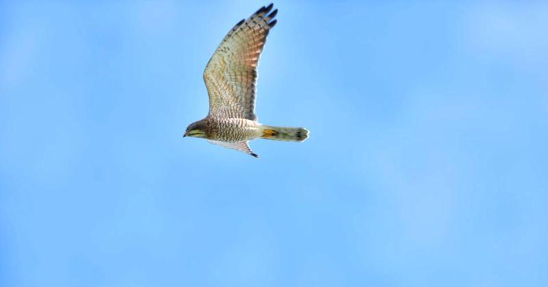 小墾丁渡假村烤肉FUN輕鬆專案4人同行抽住宿券 2人預定限量滿洲賞鷹遊加贈好禮