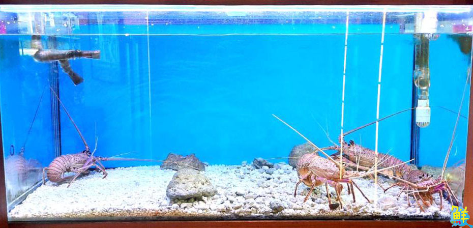 職人級鐵板料理!鼓山約會秘境 盛食藝 Teppanyaki & Wine視覺與味覺的奢華饗宴