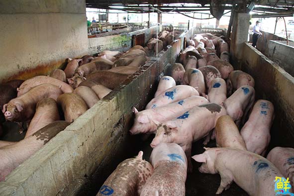 高雄肉品市場預定113年初喬遷燕巢區 葉匡時訪視優先維護業者員工權益