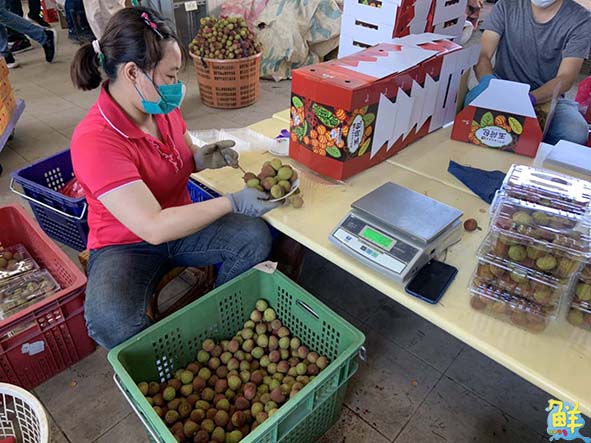 大樹玉荷包荔枝產季倒數最後一週 農業局揪上網預訂把握嘗鮮機會