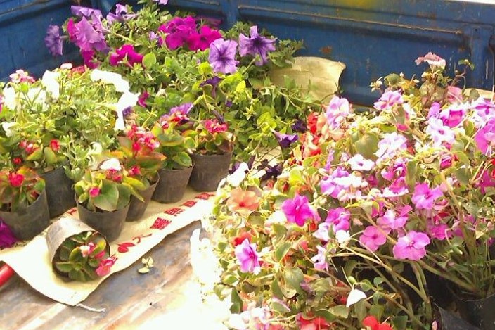 高雄市民獨享福利 免費送你3盆花