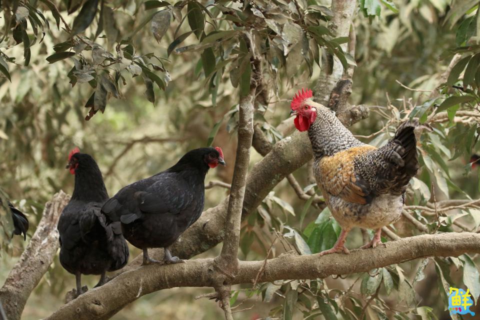 雞界LV底加!優多雞肉舖 全台唯一黑錦雞專賣 職人品質安心有保障