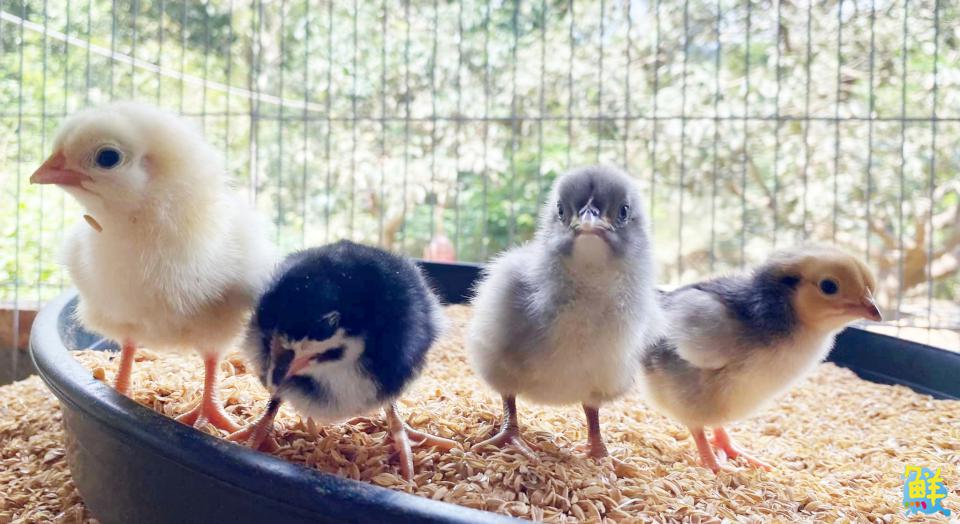 雞界LV底加!優多雞肉舖 全台唯一黑錦雞專賣 職人品質安心有保障