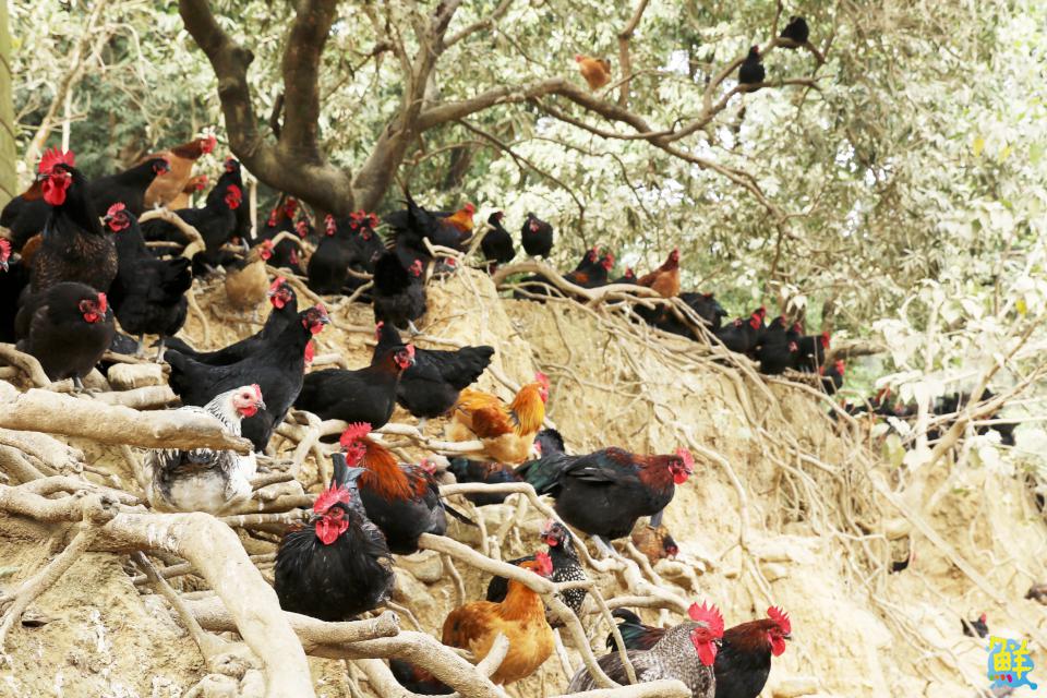 雞界LV底加!優多雞肉舖 全台唯一黑錦雞專賣 職人品質安心有保障