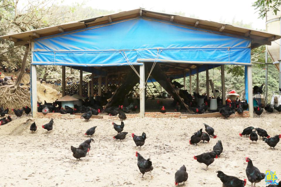 雞界LV底加!優多雞肉舖 全台唯一黑錦雞專賣 職人品質安心有保障