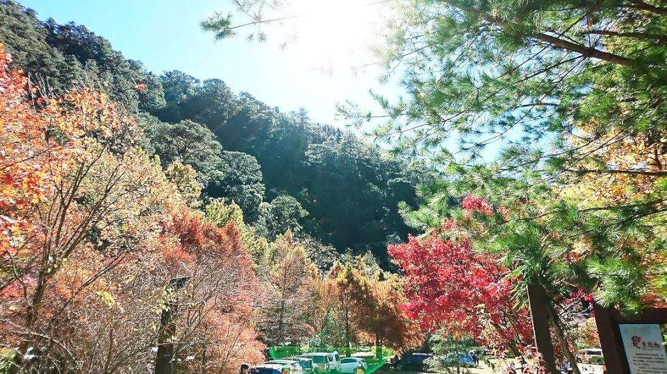 【第296期】濃濃秋意  感受四季變幻之美   2024全台賞楓攻略  遍地金黃美不勝收