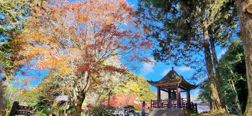 【第296期】濃濃秋意  感受四季變幻之美   2024全台賞楓攻略  遍地金黃美不勝收