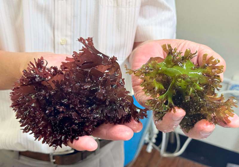 中山大學海科系特聘教授洪慶章跨國團隊 海水混合畜牧廢水養殖紅翎藻榮登國際期刊