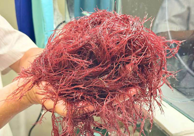 中山大學海科系特聘教授洪慶章跨國團隊 海水混合畜牧廢水養殖紅翎藻榮登國際期刊