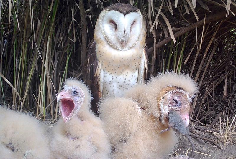 高市農業局生態給付計畫獎助草鴞棲架監測、水雉友善農地 6月6日申請截止