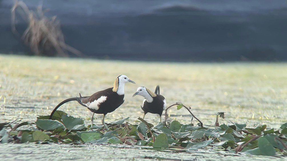 高市農業局生態給付計畫獎助草鴞棲架監測、水雉友善農地 6月6日申請截止