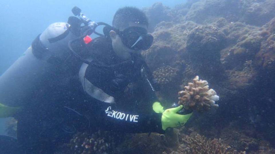 海洋生物復育措施辦理原則及實施辦法公告 海保署盼健全海洋生態系統落實管理