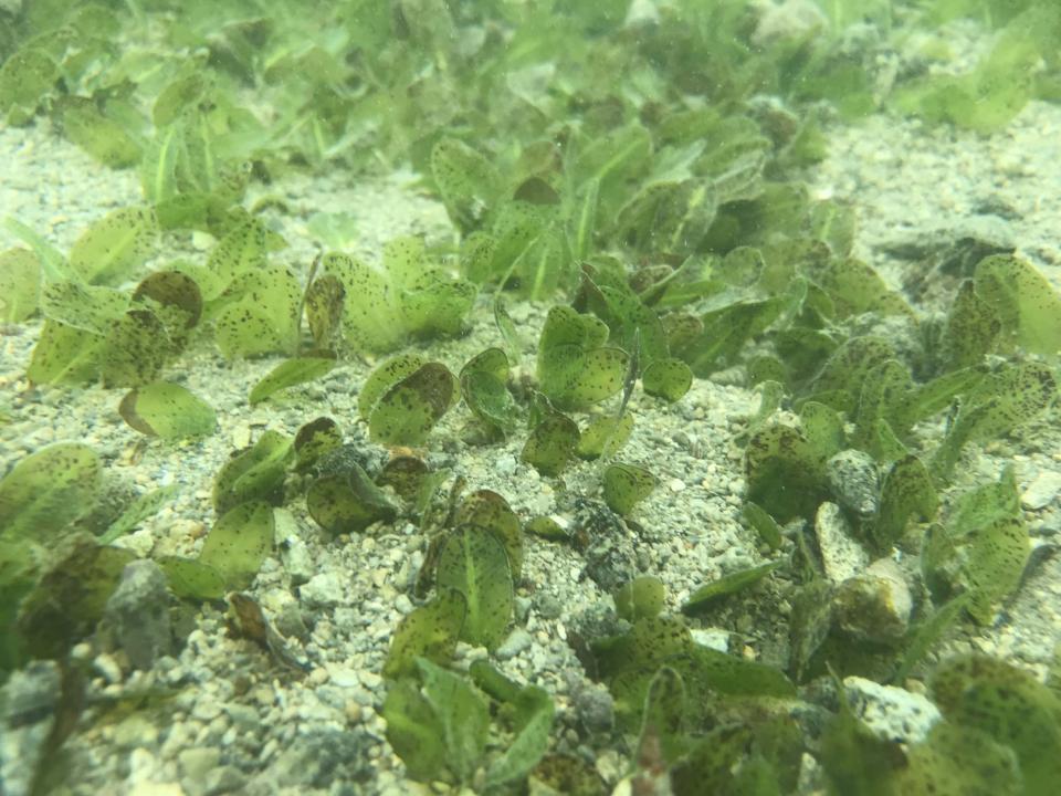 海保署攜手中山大學調查台灣沿海14處海草床生物環境 澎湖縣復育面積最廣
