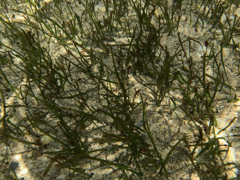 海保署攜手中山大學調查台灣沿海14處海草床生物環境 澎湖縣復育面積最廣