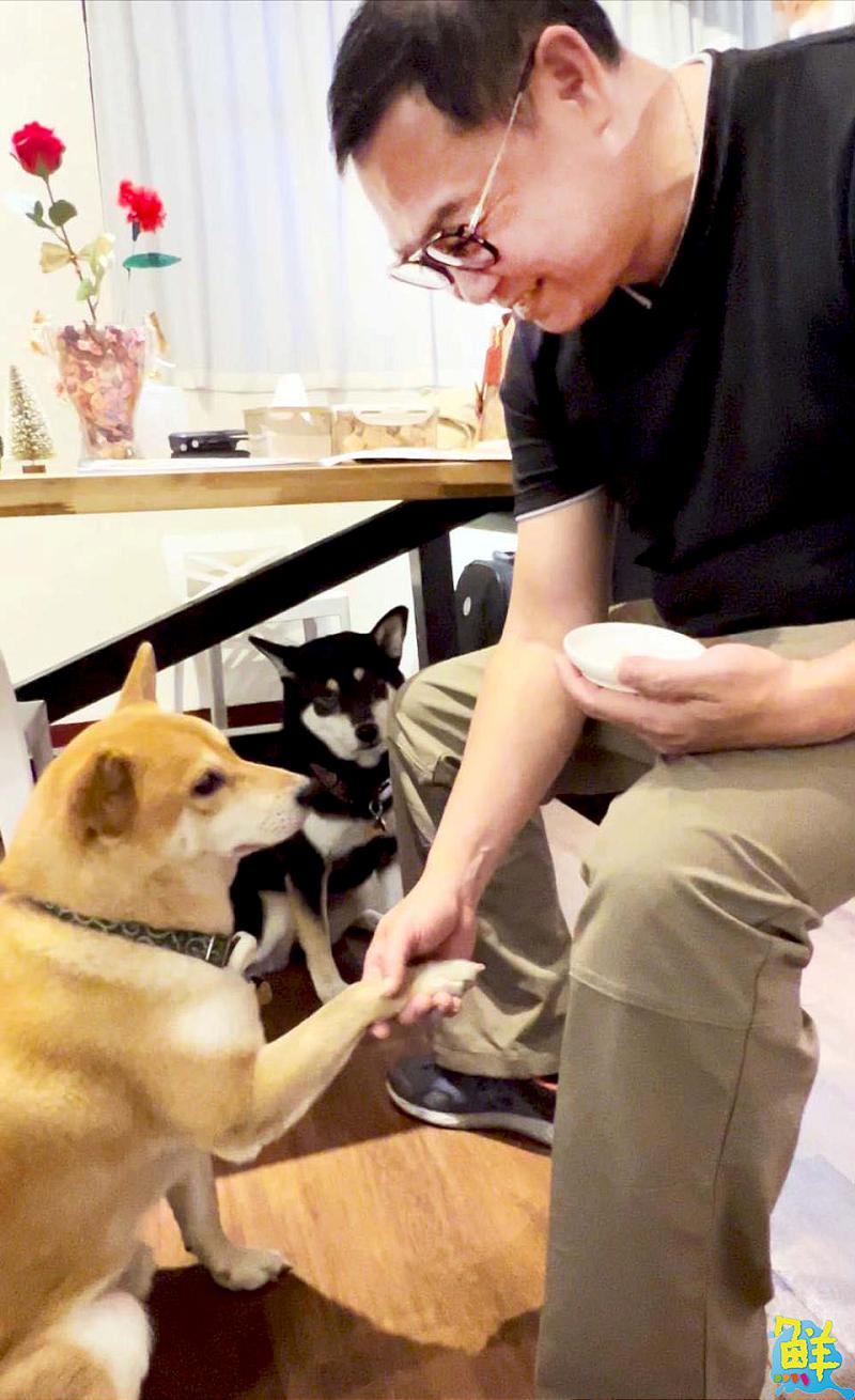 柴犬控必收藏! 鳳山巷弄咖啡廳 逗柴Café 邀您共度萌寵時光