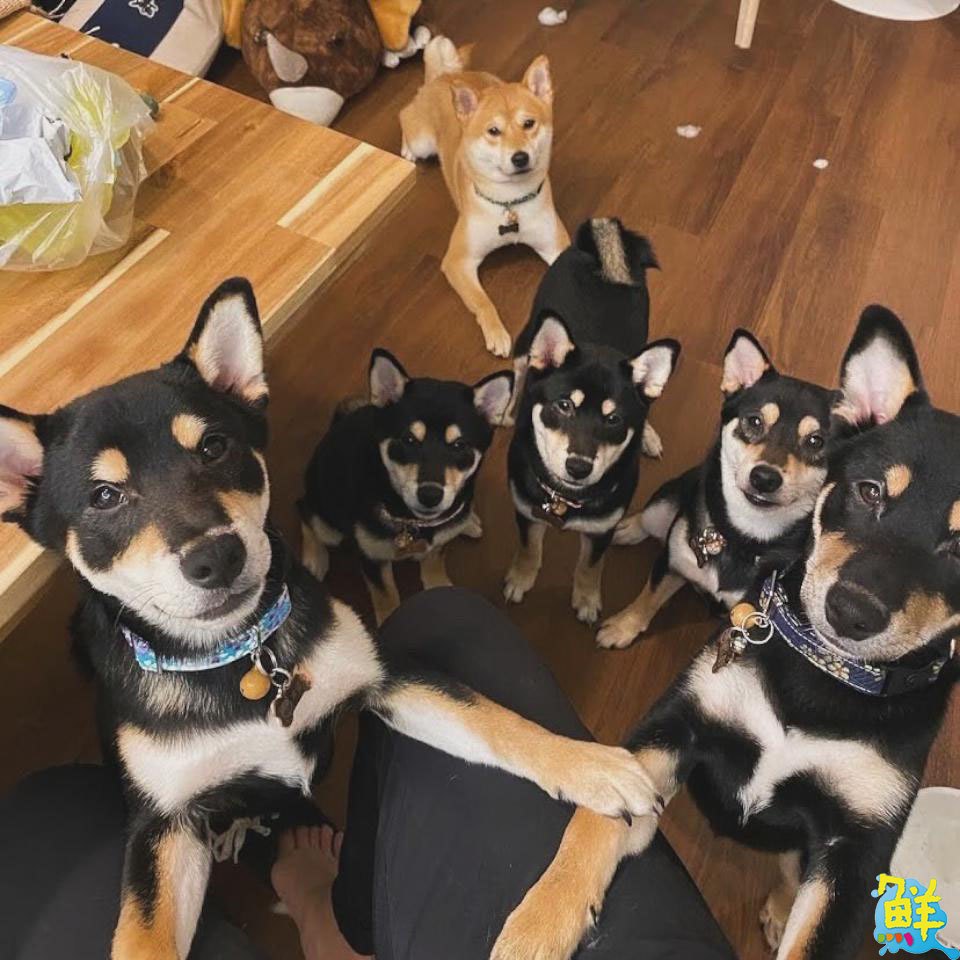 柴犬控必收藏! 鳳山巷弄咖啡廳 逗柴Café 邀您共度萌寵時光