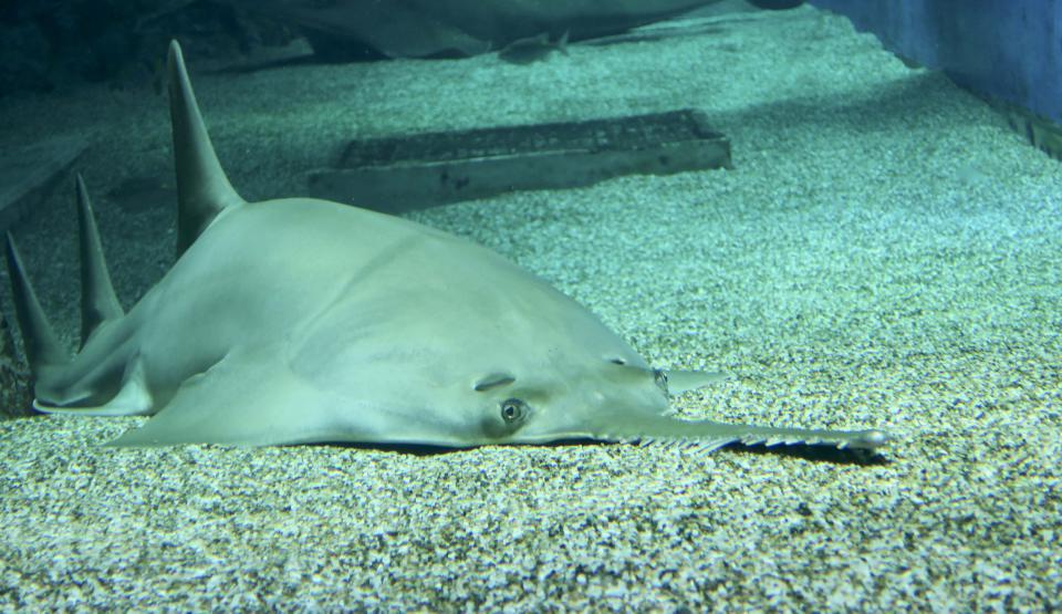 海保署攜手海巡署查獲網售保育類鋸鰩 呼籲民眾發現不法通報檢舉